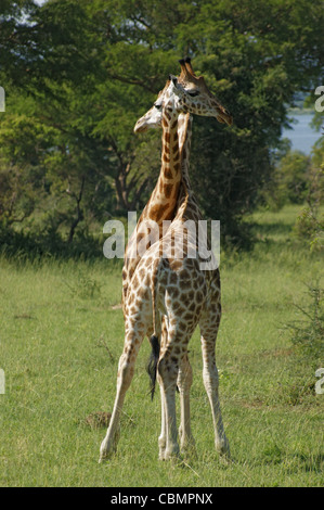 zwei männliche Rothschild-Giraffen im Kampf in Uganda (Afrika) Stockfoto