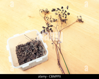 Sammeln von Fenchel Samen In Kunststoff-Box und getrockneten Fenchel (Foeniculum Vulgare) Stockfoto