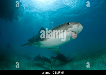 Tiger Shark mit verletzten Kiefer, Galeocerdo Cuvier, Karibik, Bahamas Stockfoto