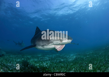 Tiger Shark mit verletzten Kiefer, Galeocerdo Cuvier, Karibik, Bahamas Stockfoto