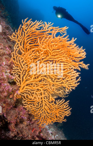 Gelben Gorgonien und Taucher, Eunicella Cavolini, Ischia, Mittelmeer, Italien Stockfoto