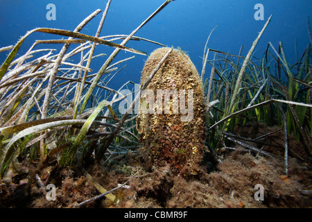 Steckmuschel in Seegraswiesen, Pinna Nobilis, Posidonia Oceanica, Ischia, Mittelmeer, Italien Stockfoto