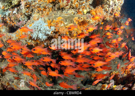 Fischschwarm von Mittelmeer Kardinalbarschen, Apogon Imberbis, Ischia, Mittelmeer, Italien Stockfoto