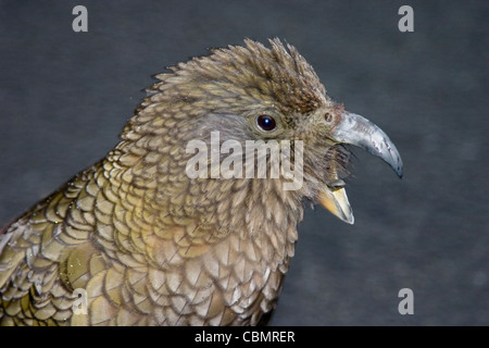 Neuseeland Kea Berg Papagei Closeup Portrait mit Schnabel öffnen Stockfoto