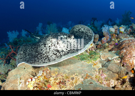 Black spotted Stingray über Riff, Taeniura Meyeni, Sanganeb Reef, Rotes Meer, Sudan Stockfoto