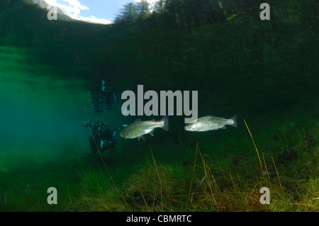 Regenbogenforellen in Green Lake, Oncorhynchus Mykiss, Tragoess, Steiermark, Österreich Stockfoto