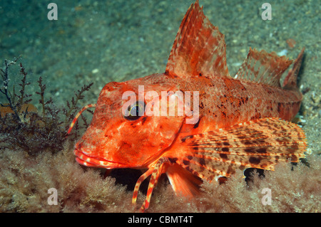 Knurrhahn, gestreift Trigloporus Lastoviza, Piran, Adria, Slowenien Stockfoto