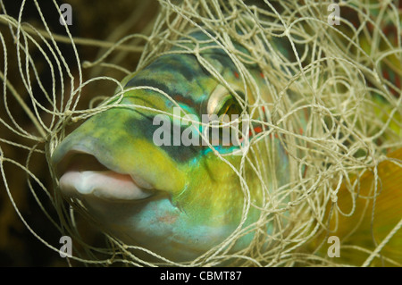 Peacock Wrasse gefangen in Angeln Net, Symphodus Tinca, Piran, Adria, Slowenien Stockfoto
