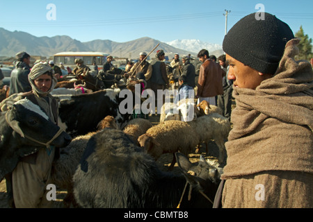 Rinder und Schafe Markt in Kabul-Afghanistan Stockfoto