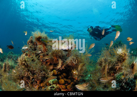 Tauchen im Mittelmeer, Insel Pag, Adria, Kroatien Stockfoto