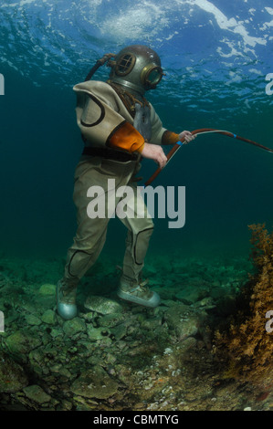 Helm-Taucher unter Wasser, Piran, Adria, Slowenien Stockfoto