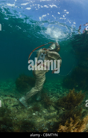 Helm-Taucher unter Wasser, Piran, Adria, Slowenien Stockfoto