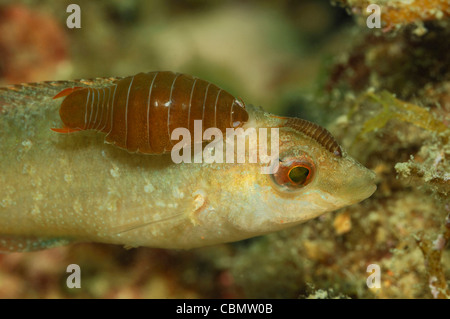 Isopoden Schädlingsarten auf Lippfische, Nerocila SP., Symphodus Cinereus, Piran, Adria, Slowenien Stockfoto