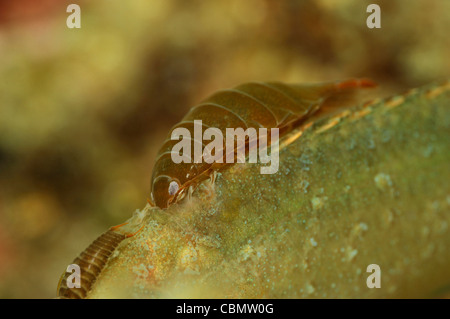 Isopoden Schädlingsarten auf Lippfische, Nerocila SP., Symphodus Cinereus, Piran, Adria, Slowenien Stockfoto