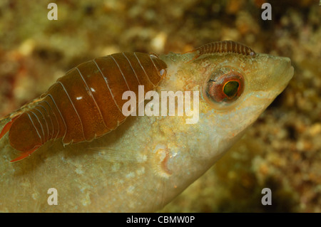 Isopoden Schädlingsarten auf Lippfische, Nerocila SP., Symphodus Cinereus, Piran, Adria, Slowenien Stockfoto
