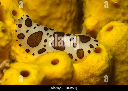 Leopard Meeresschnecke auf Golden Schwamm, Peltodoris Atromaculata, Verongia Aerophoba, Insel Cres, Adria, Kroatien Stockfoto