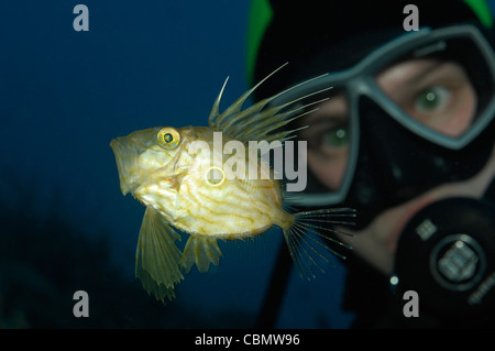 Taucher und John Dory, Zeus Faber, Insel Korcula, Adria, Kroatien Stockfoto