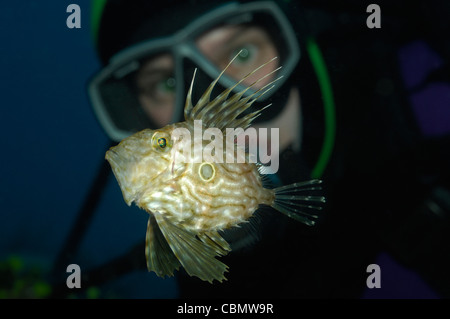 Taucher und John Dory, Zeus Faber, Insel Korcula, Adria, Kroatien Stockfoto