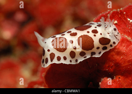 Leopard Seeschnecke, Peltodoris Atromaculata, Insel Korcula, Adria, Kroatien Stockfoto