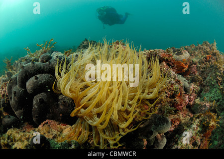 Snakelocks Anemone, Anemonia Sulcata, Piran, Adria, Slowenien Stockfoto