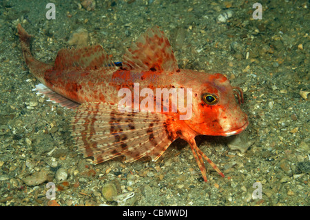 Knurrhahn, gestreift Trigloporus Lastoviza, Piran, Adria, Slowenien Stockfoto