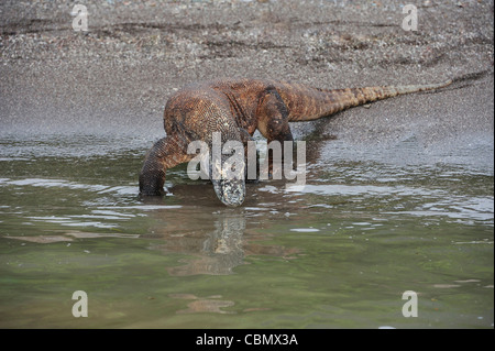 Komodo-Waran, Varanus Komodoensis, Rinca, Komodo National Park, Indonesien Stockfoto