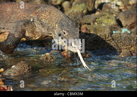 Komodo-Waran, Varanus Komodoensis, Rinca, Komodo National Park, Indonesien Stockfoto