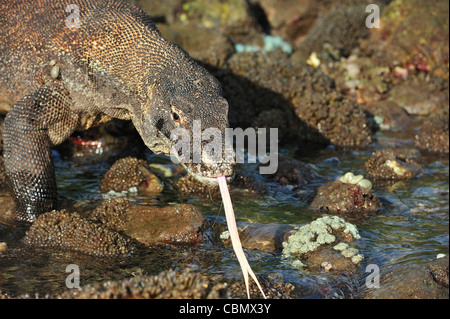 Komodo-Waran, Varanus Komodoensis, Rinca, Komodo National Park, Indonesien Stockfoto