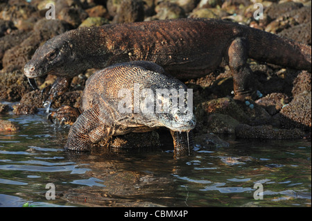 Komodo-Waran, Varanus Komodoensis, Rinca, Komodo National Park, Indonesien Stockfoto