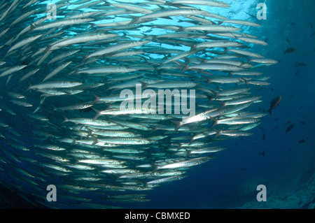 Schulzeit Pelican Barrakudas, größten Idiastes, Insel Malpelo, Pazifik, Kolumbien Stockfoto