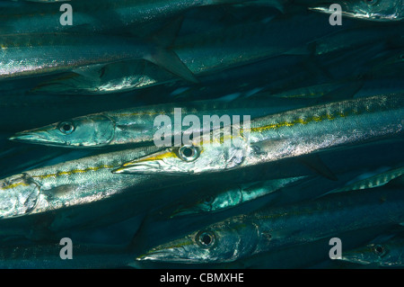 Schulzeit Pelican Barrakudas, größten Idiastes, Insel Malpelo, Pazifik, Kolumbien Stockfoto