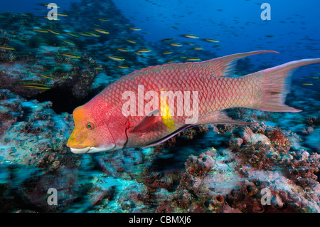 Mexikanische Lippfische, Bodianus Diplotaenia Insel Malpelo, Pazifik, Kolumbien Stockfoto