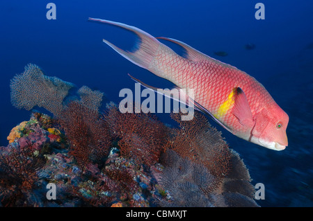 Mexikanische Lippfische, Bodianus Diplotaenia Insel Malpelo, Pazifik, Kolumbien Stockfoto