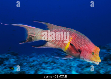 Mexikanische Lippfische, Bodianus Diplotaenia Insel Malpelo, Pazifik, Kolumbien Stockfoto