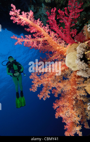 Scuba Diver auf Soft Coral Reef, Dendronephthya Klunzingeri, Elphinstone, Rotes Meer, Ägypten Stockfoto