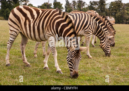 Großbritannien, England, Bedfordshire, Woburn Safari Park, Chapman Zebra Equus Quagga chapmani Stockfoto