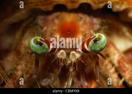 Auge Detail der Einsiedlerkrebs, Dardanus Pedunculatus, Lembeh Strait, Nord-Sulawesi, Indonesien Stockfoto