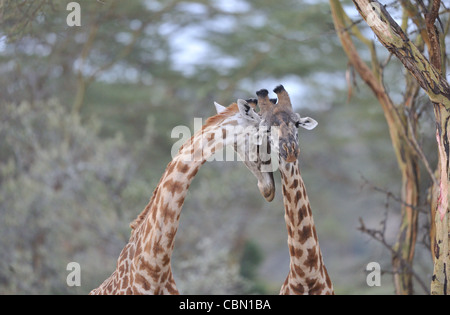 Maasai Giraffe - Masai Giraffe (Giraffa Plancius Tippelskirchi) zwei Männchen Einschnürung Stockfoto