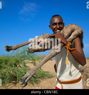 Schwarze Reife Mann, hält Baby Kamelhaar auf seinem Rücken, Lughaya Bereich, Somaliland Stockfoto