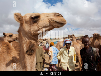 Viehmarkt In Hargeisa Kamel Handel Somaliland Stockfoto