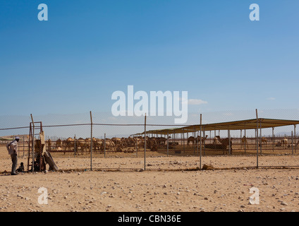 Berbera Camel Farm Somaliland Stockfoto