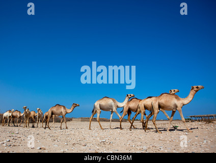 Berbera Camel Farm zu Fuß Kamele In Zeile Somaliland Stockfoto