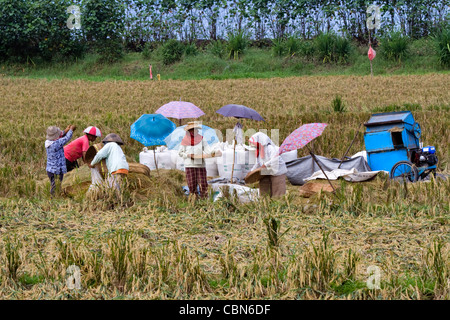 Dorffrauen Ernte Reis in Bali, Indonesien. Flach geflochtene Körbe werden verwendet, um den Reis Worfeln und die Spreu vom Weizen zu trennen. Stockfoto