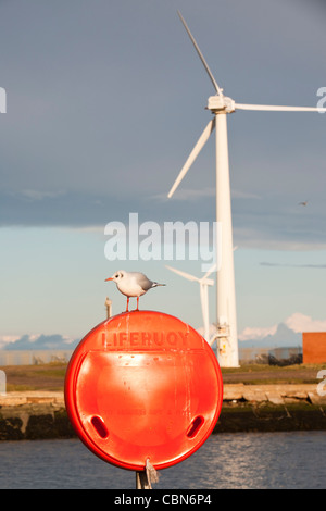 Eine schwarze geleitet Möwe auf einen Rettungsring in Blyth an der nordöstlichen Küste mit Windkraftanlagen hinter UK. Stockfoto