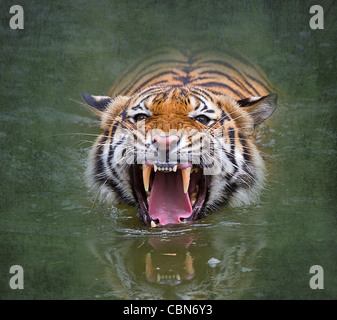 Sumatra-Tiger (Panthera Tigris Sumatrae). Sumatra-Tiger sind unterschiedliche Unterart des Tigers nur auf Sumatra gefunden. Stockfoto