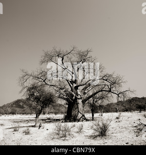 Baobab-Baum In den Busch, Angola Stockfoto