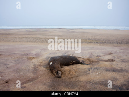Toten Dichtung am Strand, Tombwa Bereich, Angola Stockfoto
