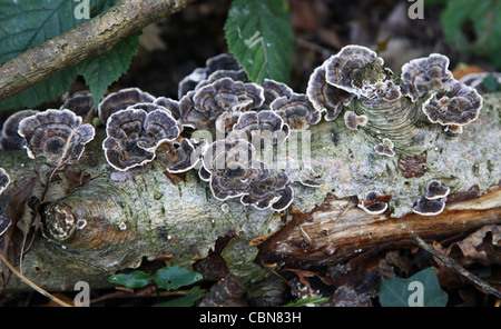 Türkei-Tail-Pilz (Trametes versicolor) Stockfoto