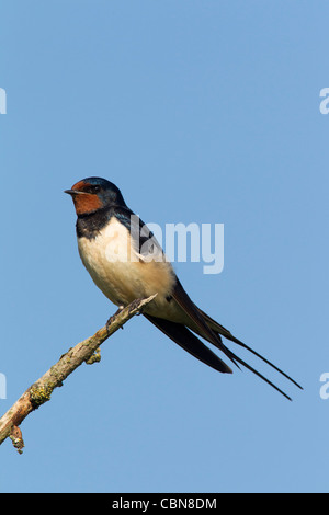 Rauchschwalbe (Hirundo Rustica) thront auf Zweig, Deutschland Stockfoto