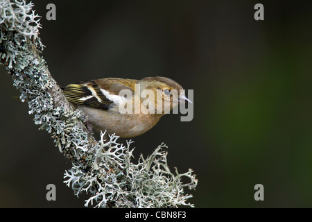 Buchfinken (Fringilla Coelebs) weibliche thront auf Zweig bedeckt mit Flechten, Schweden Stockfoto